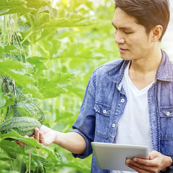 Man farming with smart agrifood technology