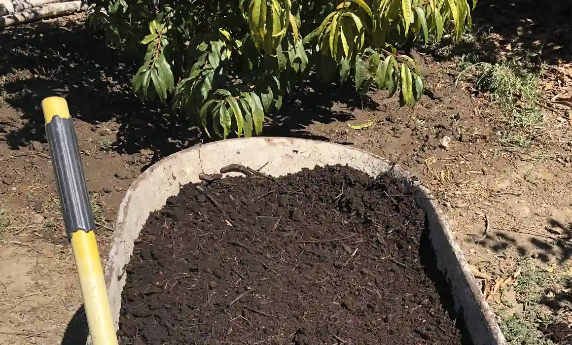 Finished compost in wheelbarrow