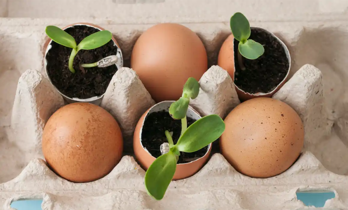 Sprouts in eggshells