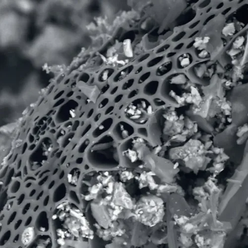 Porous structure of Biochar with microorganisms and nutrients