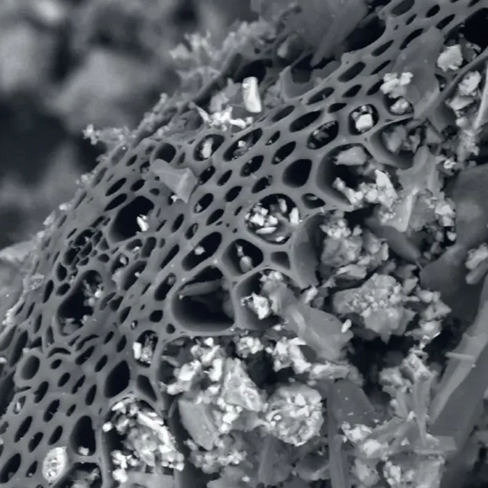 Porous structure of Biochar with microorganisms and nutrients