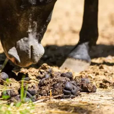 A horse smelling manure