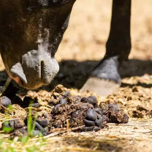 A horse smelling manure