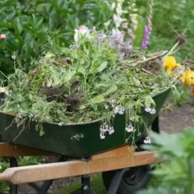 A wheelbarrow full of garden waste