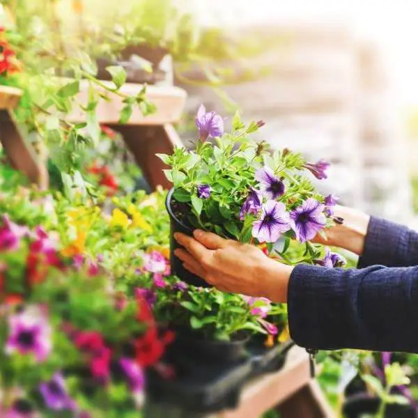 A lady picking up a flowerpot at garden-center