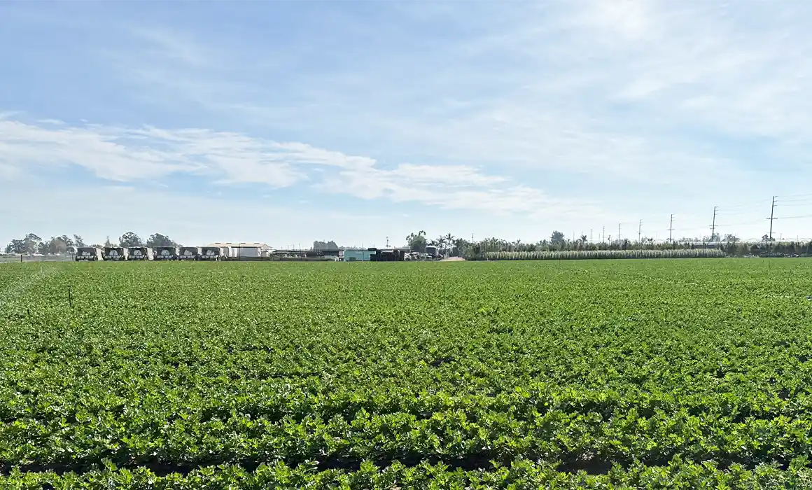 organic vegetable farm fields