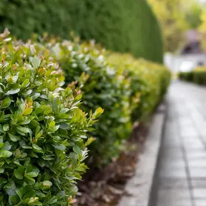 sidewalk with shrubs