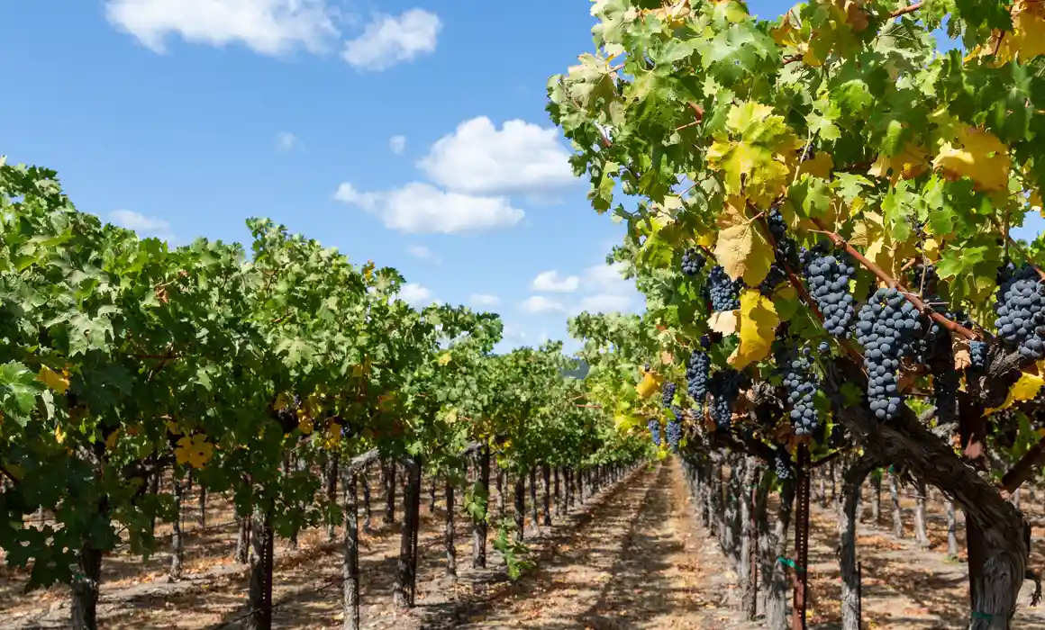 vineyard field with healthy grapes under blue sky