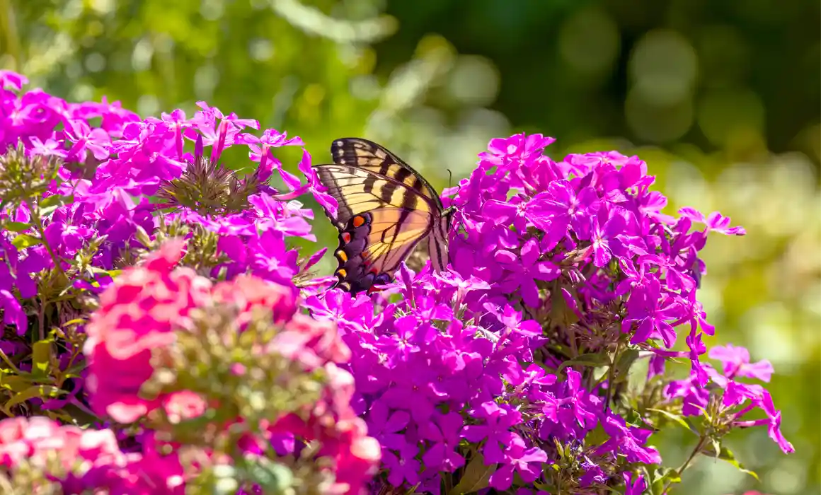 lush flower garden with a butterfly