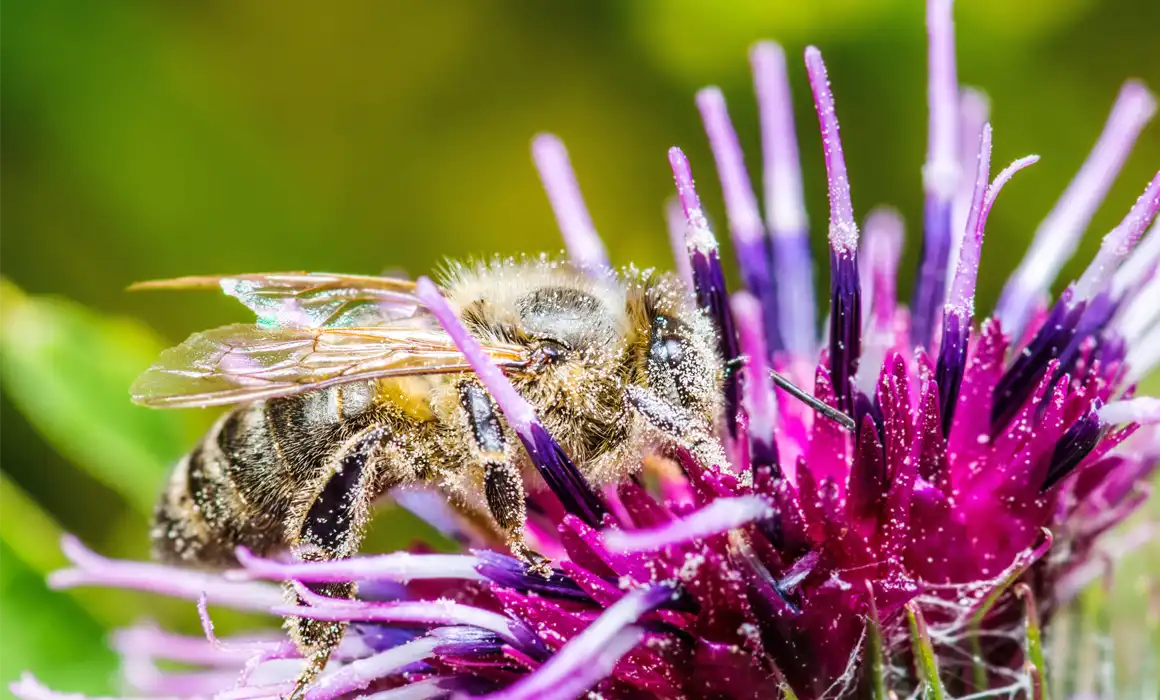 honeybee pollinator