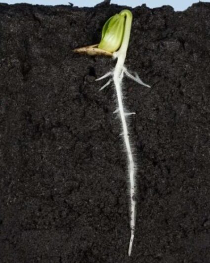 long root of cucumber sprout