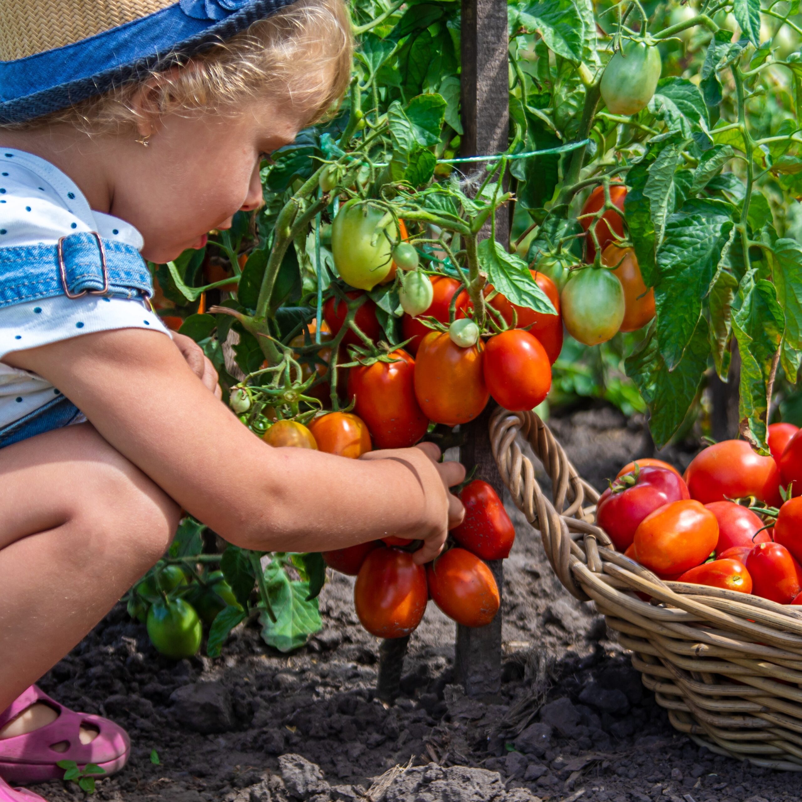 A girl harvesting tomatoes