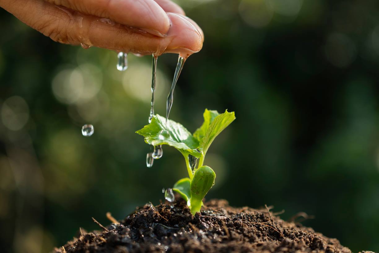 biochar in soil increases water holding capacity