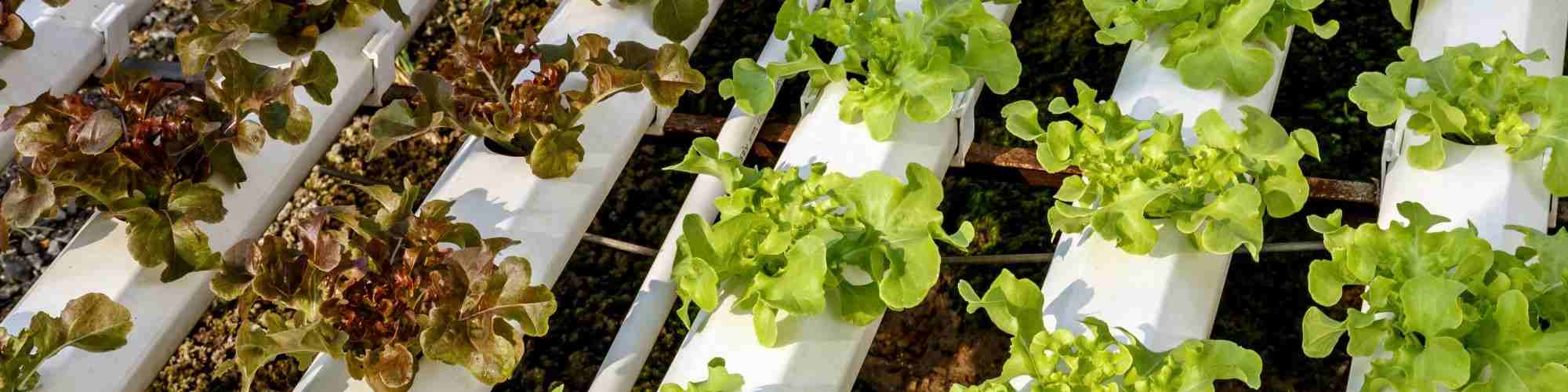 Hydroponics lettuce cultivation farm,