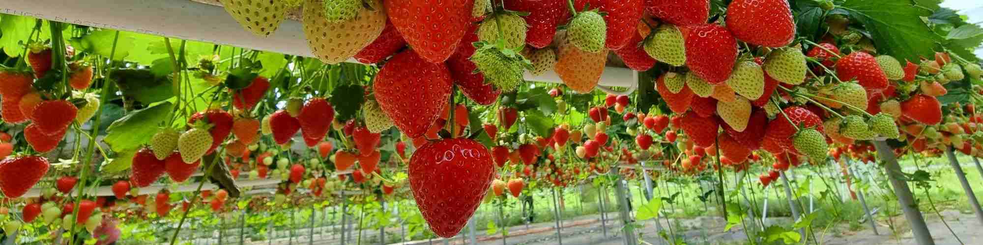 Strawberries fresh, red grows on high beds. Berry hanging down, farm, vegetable garden.