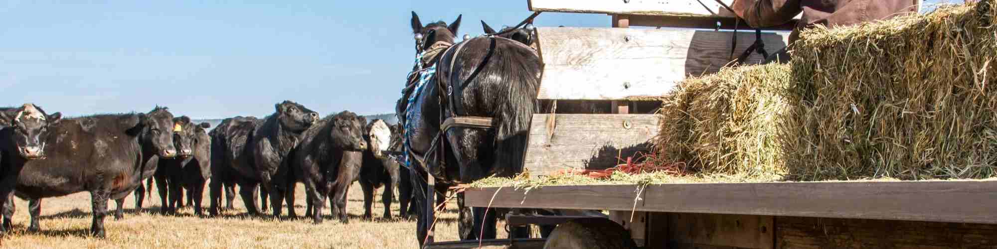 Horse-drawn hay wagon with cattle and cow dog.