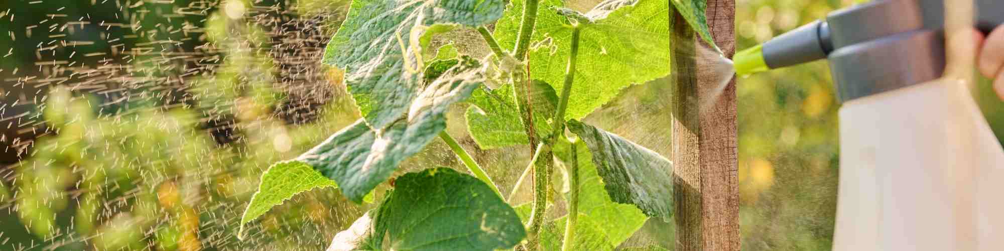 Close up gardener with sprayer spraying cucumber plants, protection from fungal diseases