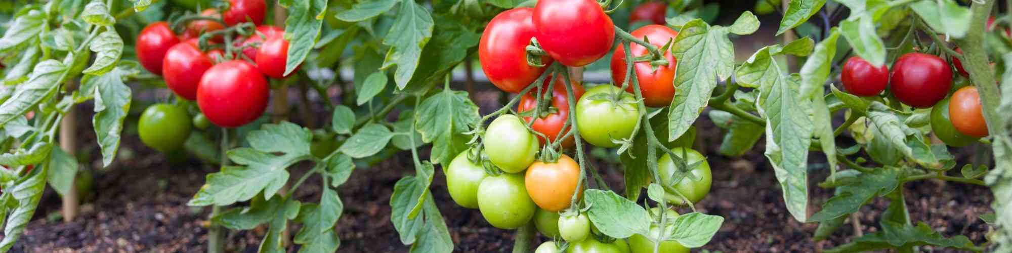 Tomato plants growing outside