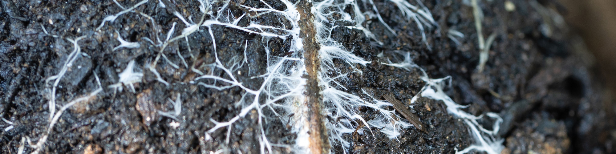 white mycelium spreading through the substract of a seedling